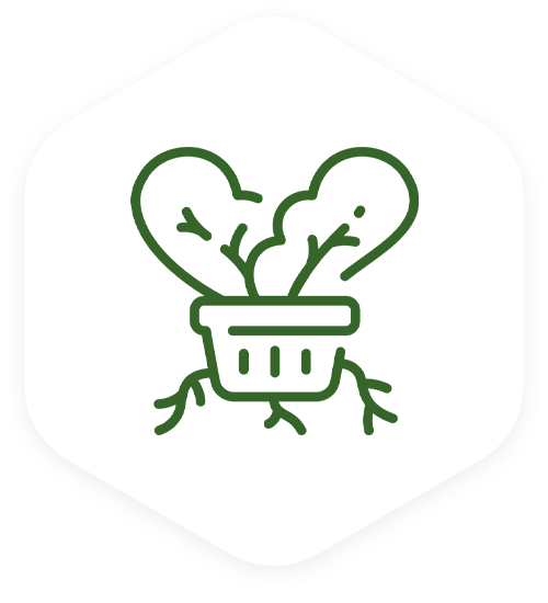 Hydroponic System / Water Recycling